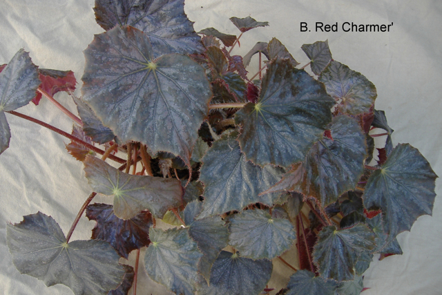B. ‘Red Charmer’